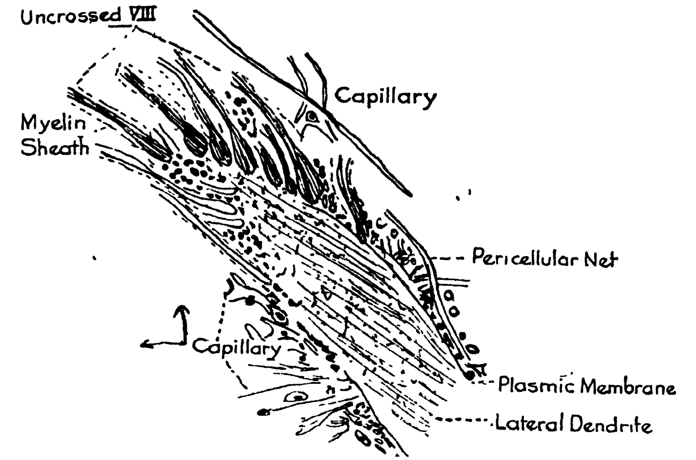 PART A.—“The detail of the VIIIth nerve endings, and pericellular net of the lateral dendrite of Mauthner’s cell, drawn from a single section of an adult Ameiurus brain fixed in osmic-Zenker and stained with iron hematoxylin. . . The section passes obliquely through the base of the lateral dendrite, and shows the bulb-like endings of the VIIIth root fibres, and the fine meshed neuropil of the pericellular net on its surface.”