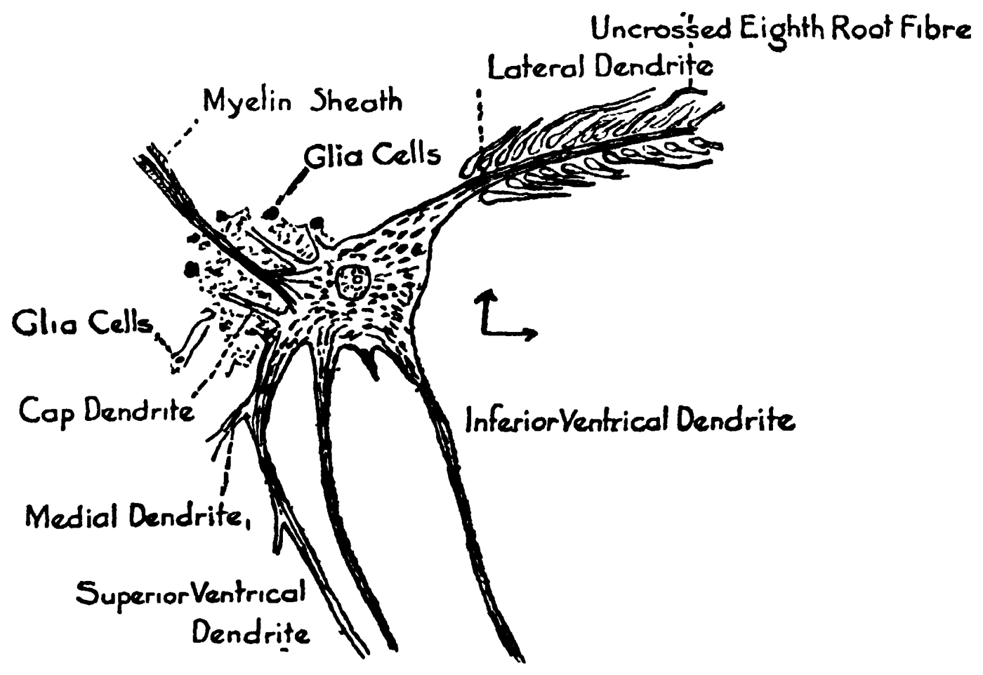 PART B.—“The right Mauthner’s cell from a young Ameiurus male, fixed in a formol-osmic-Zenker and stained with iron hematoxylin. A semidiagrammatic reconstruction of ten sections, 5μ thick, magnified 250 diameters, to show the relations of dendrites and axone to the cell body and the two striking synapses of the cell, viz., the endings of the VIIIth root fibres (Uncrossed VIII) upon the lateral dendrite, and the axone cap covering the medial surface of the cell. Only four of the cap dendrites are shown.”